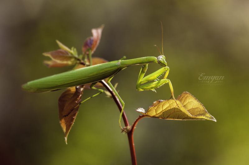 mantis, animals, nature, macro, macrophotography, mantis religiosa, playing mantis, богомол, макро, насекомые, животные, insects В закатных лучахphoto preview