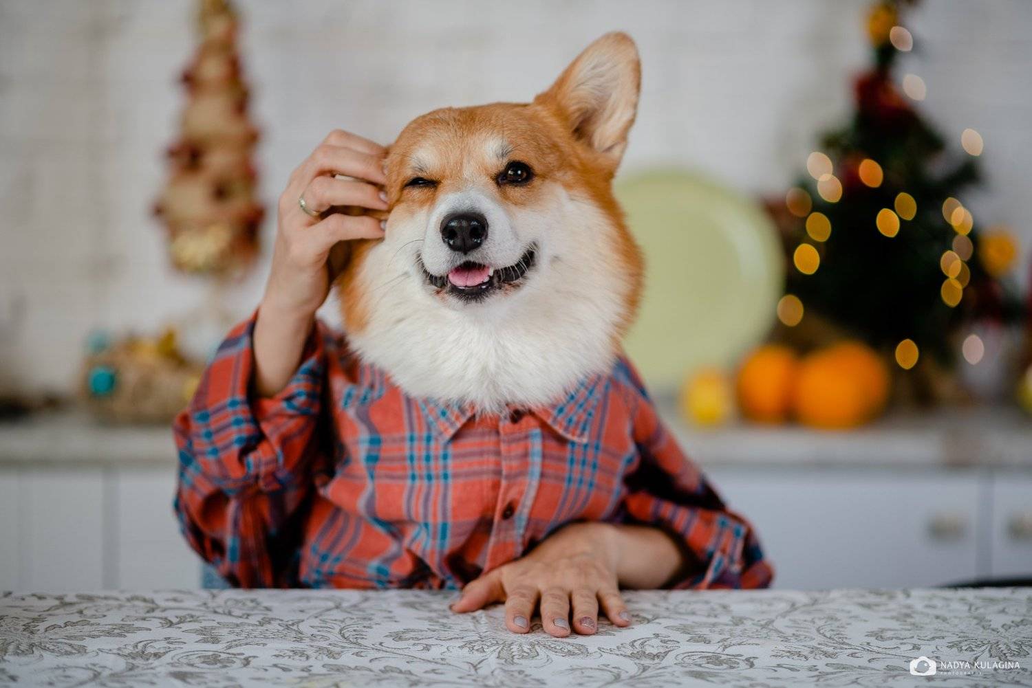 Как? Новый год уже на носу???. Автор: Nadya Kulagina dog, pup, Nadya Kulagina