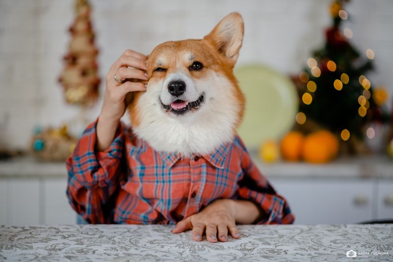 dog, pup Как? Новый год уже на носу???photo preview