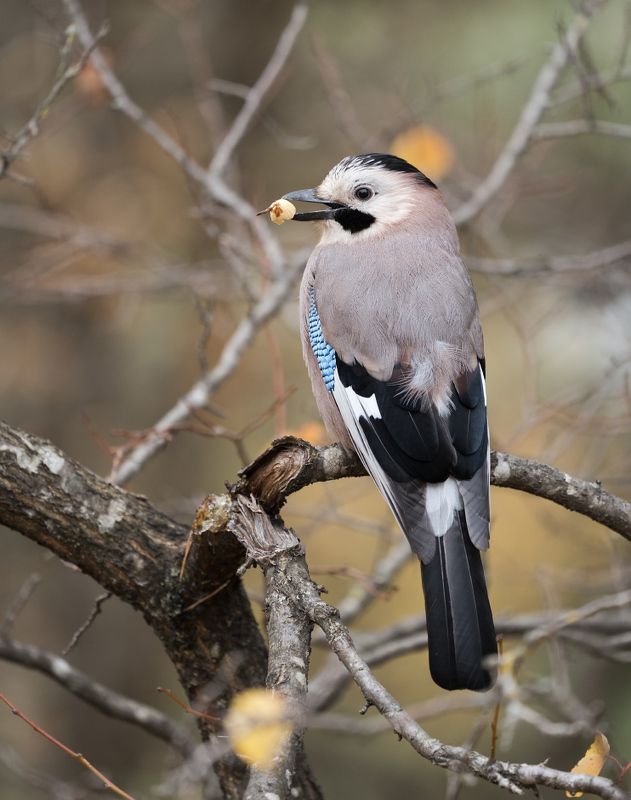 Сойка, жёлудь Моё...photo preview
