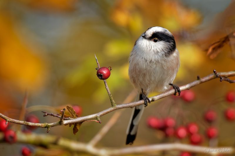 bird Long-tailed tit (Aegithalos caudatus)photo preview