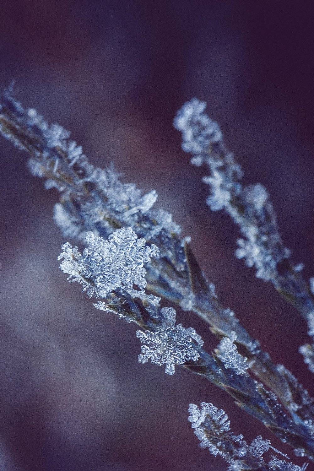 , Юлиана Джус