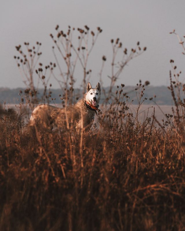 собака, лайка, трава, поле, осень, взгляд Кто это там???photo preview