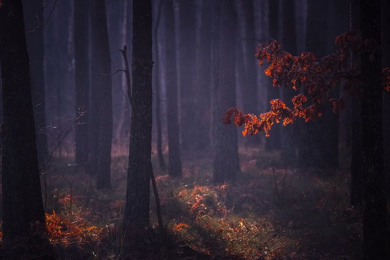 Прощальная красаphoto preview