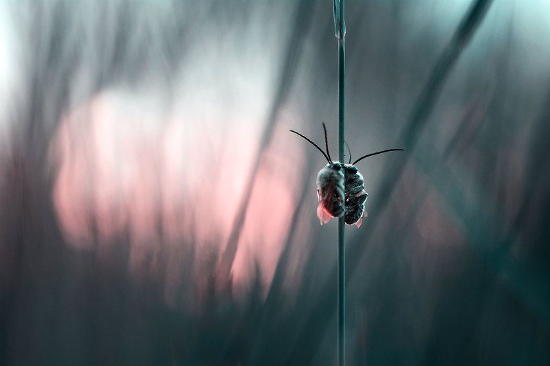 макро, вечер, свидание на закате закат, пчелы photo preview