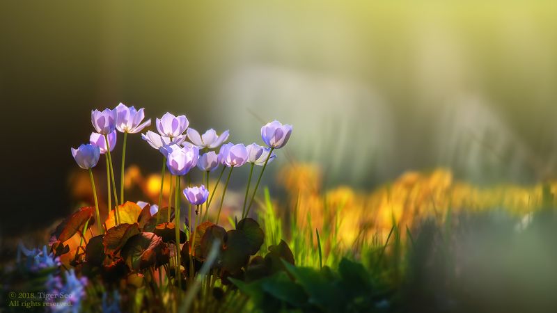 Chinese Twinleaf light flower macro colors Korea TigerSeo Chinese Twinleafphoto preview