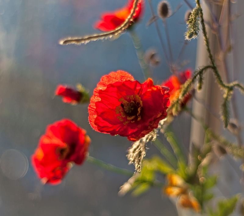 мак букет лето Макиphoto preview