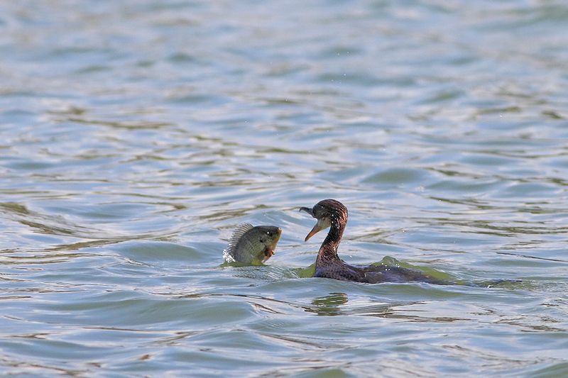 Эпическая Битваphoto preview