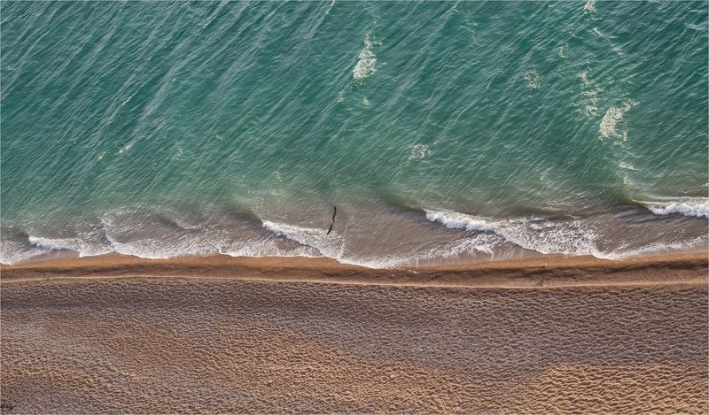 чайкаphoto preview