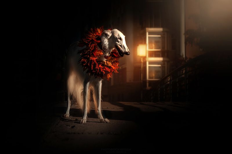 собака, анималистика, осень Ночь, улица, фонарьphoto preview