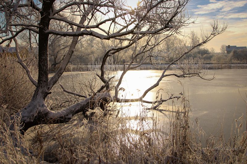 природа, озеро, дерево, лед, зима Декабрьphoto preview