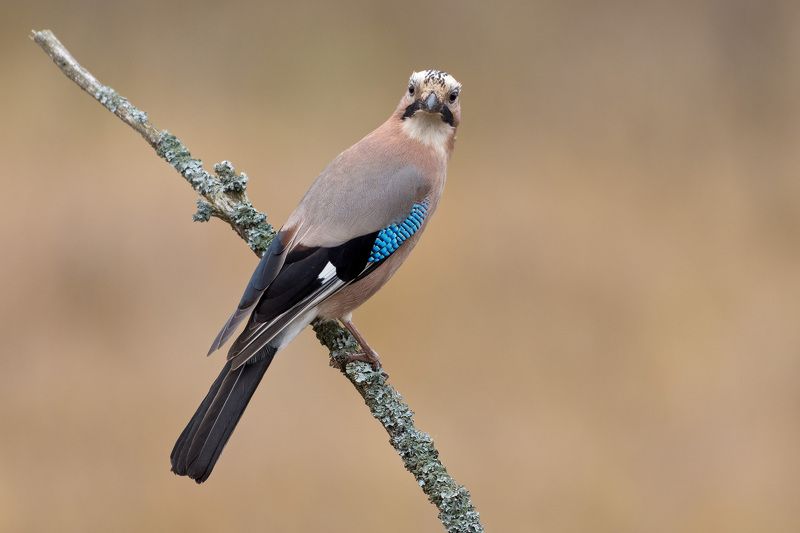 сойка сойкаphoto preview