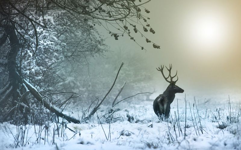 ,,..,--,--,.,,,photo preview