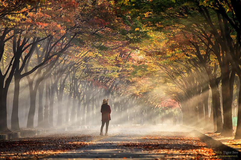 rays woman sunrise morning trees autumn color light landscape woman in raysphoto preview