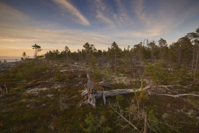 #dervod #drevo #Соловки Берег моря, большой Соловецкий остров photo preview