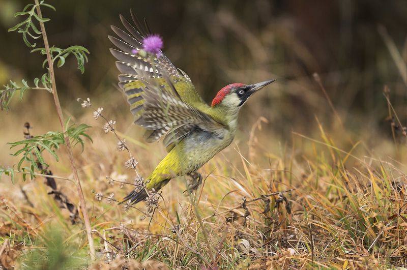 Зелёный дятел /photo preview