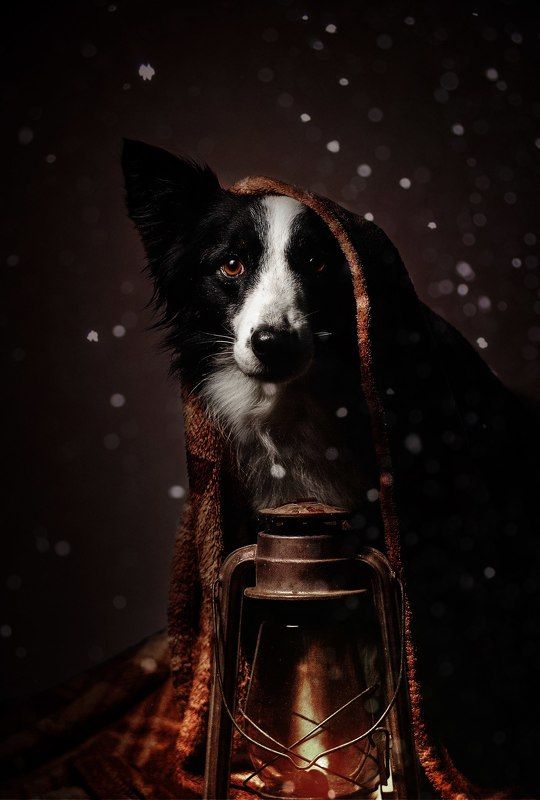 собака, анималистика, зима Праздник к нам приходитphoto preview