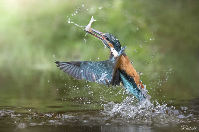 La pesca del Martino photo preview