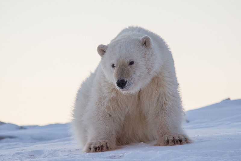 чукотка арктика море медведь белый полярный морской мыс кожевникова рыркайпий медвежонок Сирота...photo preview