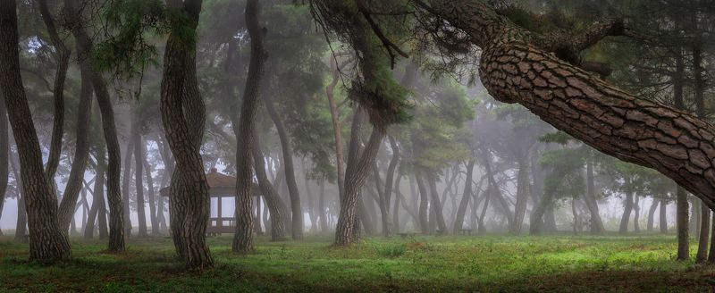 pinetree panorama green light trees forest fog foggy morning Korea pine forestphoto preview