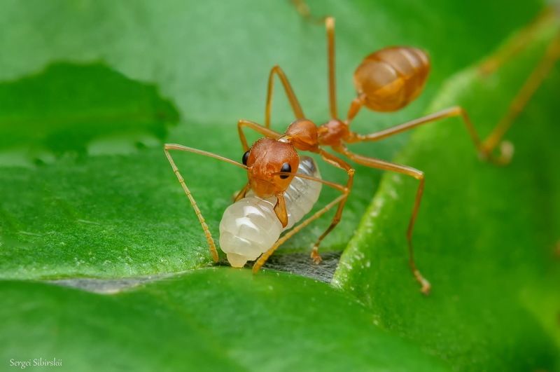 муравьи, муравьи-портные Шито на живую... фото превью