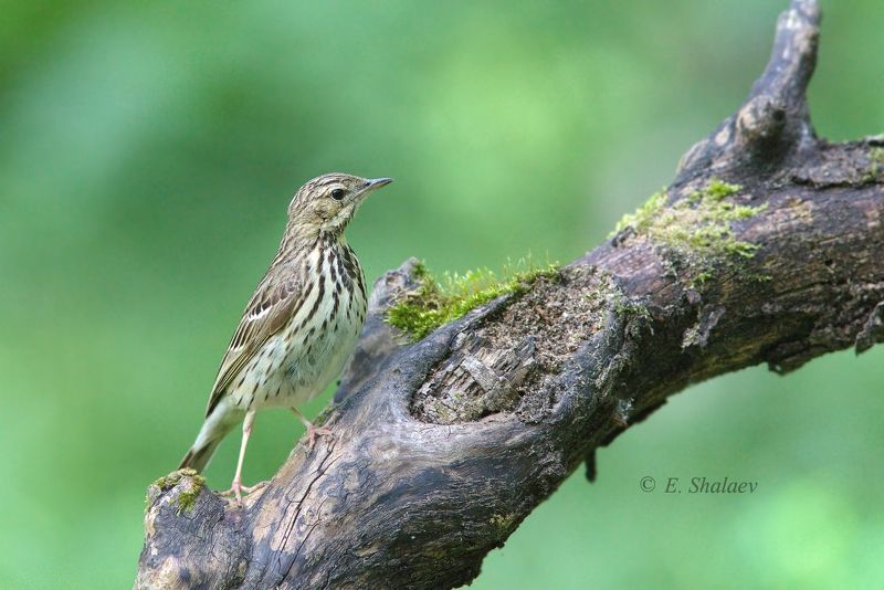 лесной конёк,anthus trivialis,birds,птица,птицы,фотоохота Лесной конёкphoto preview