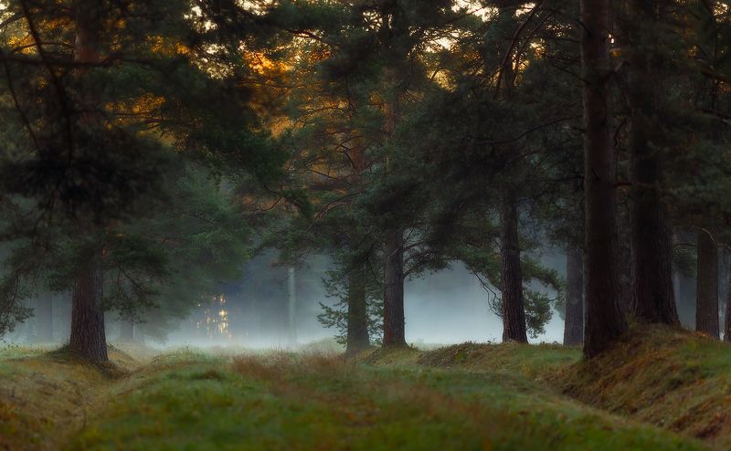 павловск, павловскийпарк, питер, рассвет, туман, питер, осень,  landscape, tsarskoyeselo, autumn Утром . . .photo preview