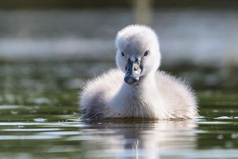 swan, small, little, bird, water, lake, ugly duckling Mute swanphoto preview