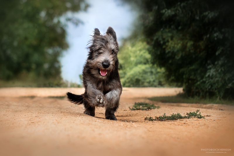 собака, щенок, анималистика, лето Летящей походкойphoto preview