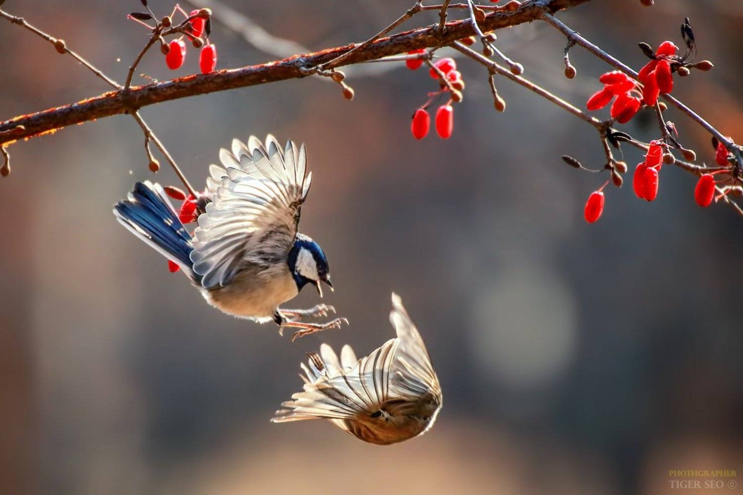 tit birds winter fly great_tit nature animals Korea, Seo Tiger