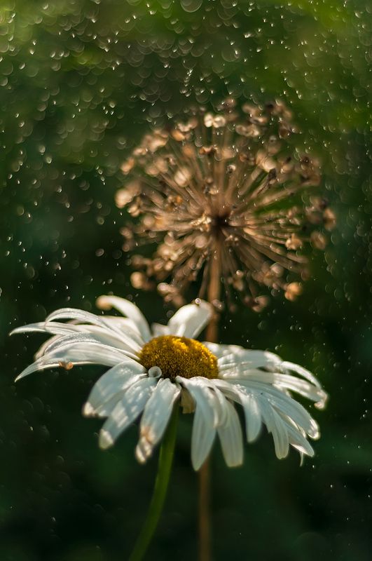 ромашка лето дождь капли Огонекphoto preview