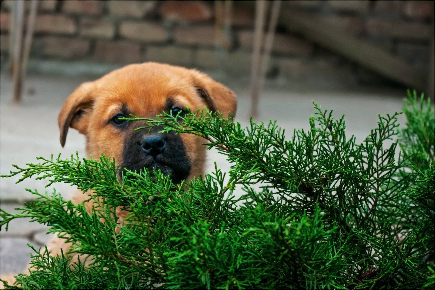 братья меньшие, Шуриман