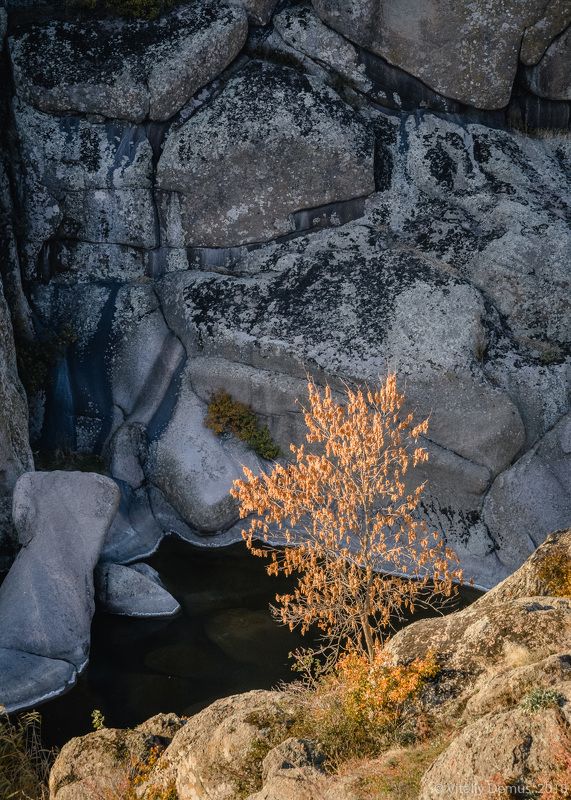 осень, желтый, закат,вечер, природа, свет, солнечный свет, лучи солнца, дерево Дерево в каньоне. Актовский каньон.photo preview