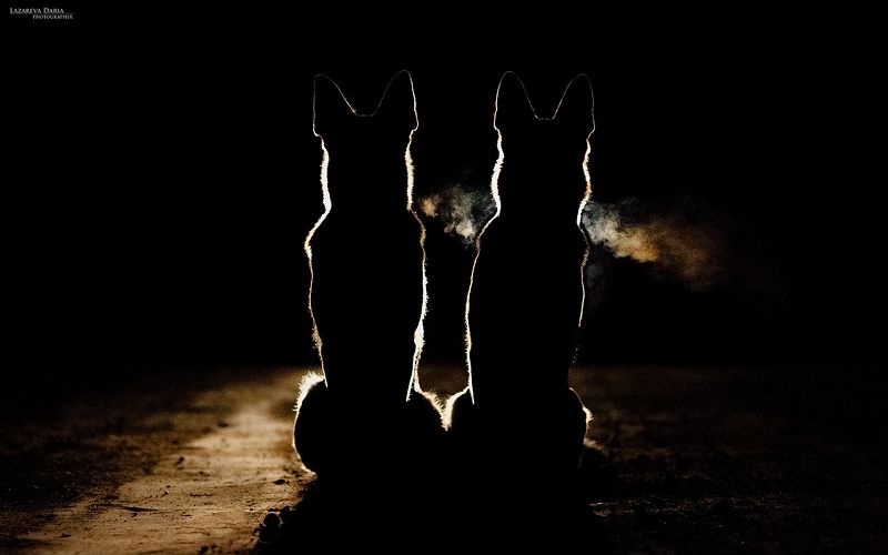 собака, природа, лес, овчарка, ночь, контровый свет Ночные стражиphoto preview