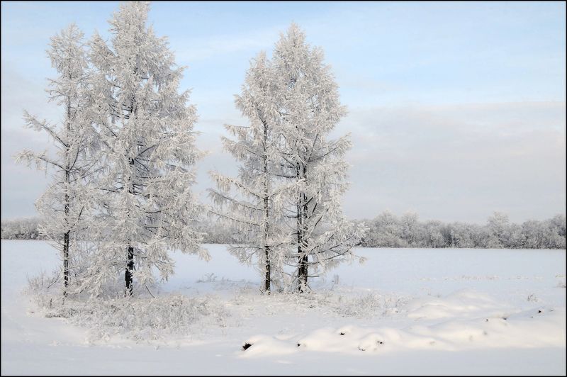 зима,снег,деревья Зимний нарядphoto preview
