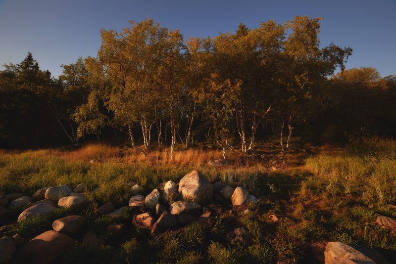 #dervod #drevo #Соловки Берег моря, большой Соловецкий остров photo preview