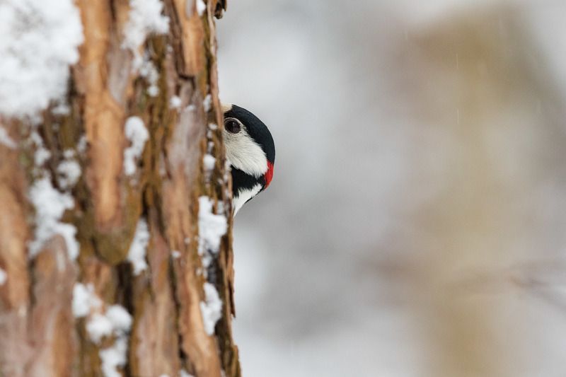 Я тебя вижуphoto preview