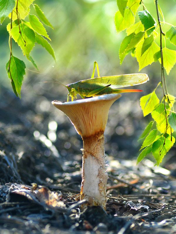 осень, макро, природа, саранча, гриб, ветви березы, зеленые листья, луч photo preview