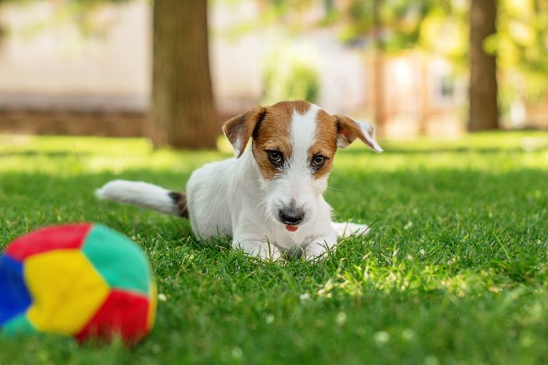 собака, щенок, анималистика, лето, домашние животные Мячикphoto preview