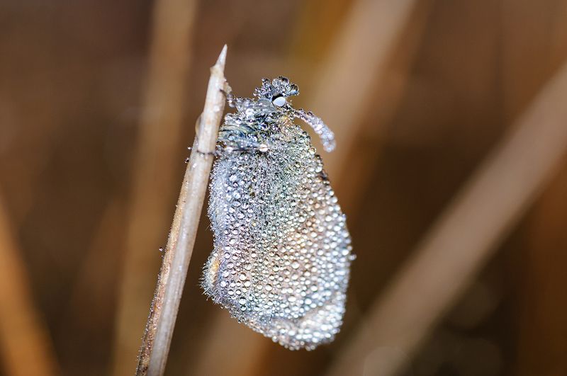 И снова про любовь к бриллиантамphoto preview