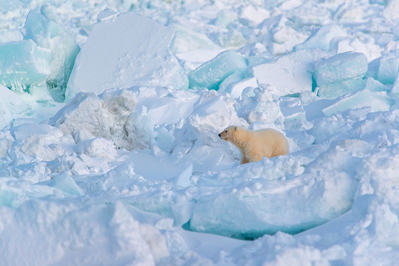 чукотка арктика море медведь белый полярный морской мыс кожевникова рыркайпий медвежонок Один...photo preview