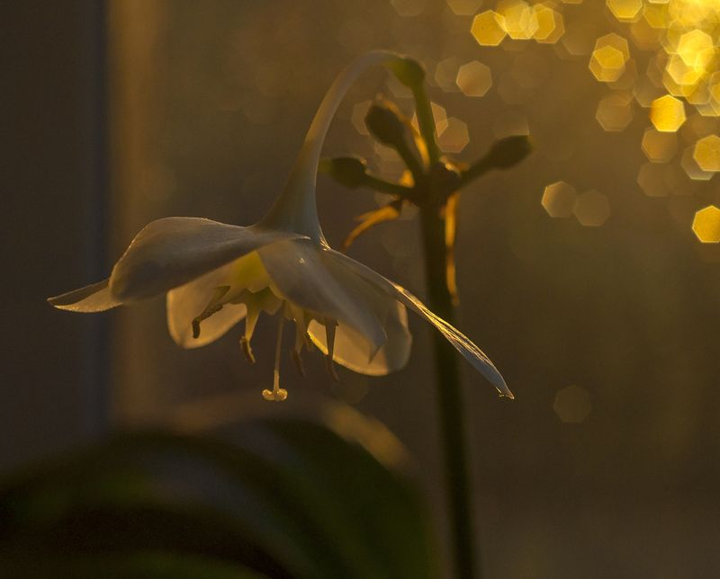 боке цветок вазон Цветокphoto preview