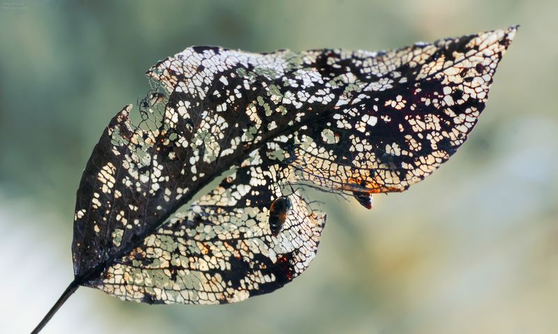 макро, природа, улитки, осень, листья, macro, nature, snails, autumn, leaves, Плетельщицы кружеваphoto preview