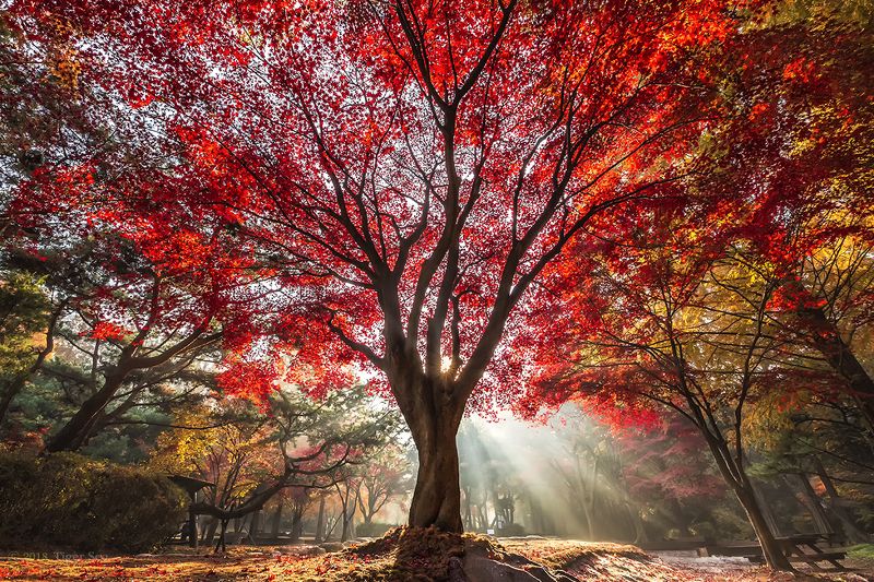 red tree foliage rays sunlight light autumn color landscape travel Korea Red treephoto preview