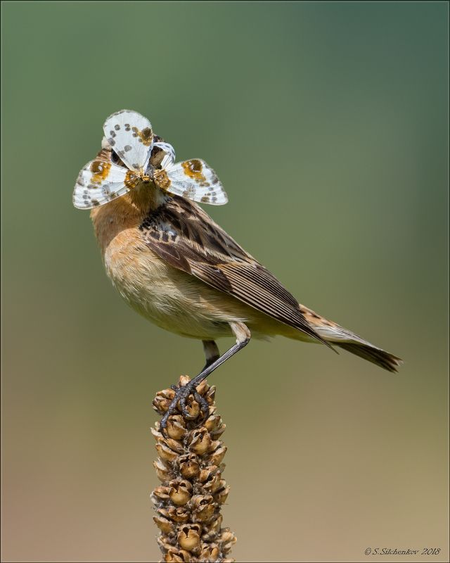 чекан К встрече Нового Года - Готова!photo preview