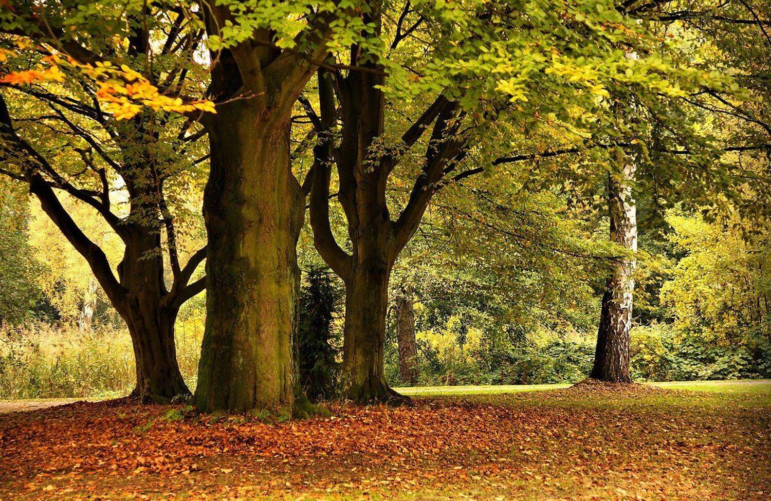осень, парк, деревья, Игорь Дубровский