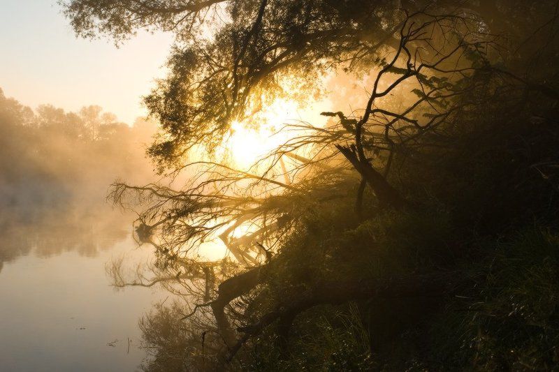 утро, восход, солнце, лучи, деревья, река, туман, силуэты, пейзаж, свет, десна, украина, пироговка Утро в тридевятом царстве, тридесятом государствеphoto preview