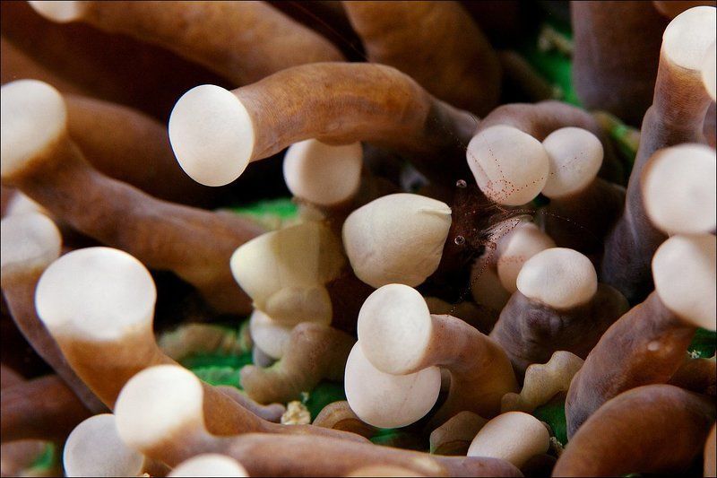 shrimp, underwater, sipadan Притырилсяphoto preview