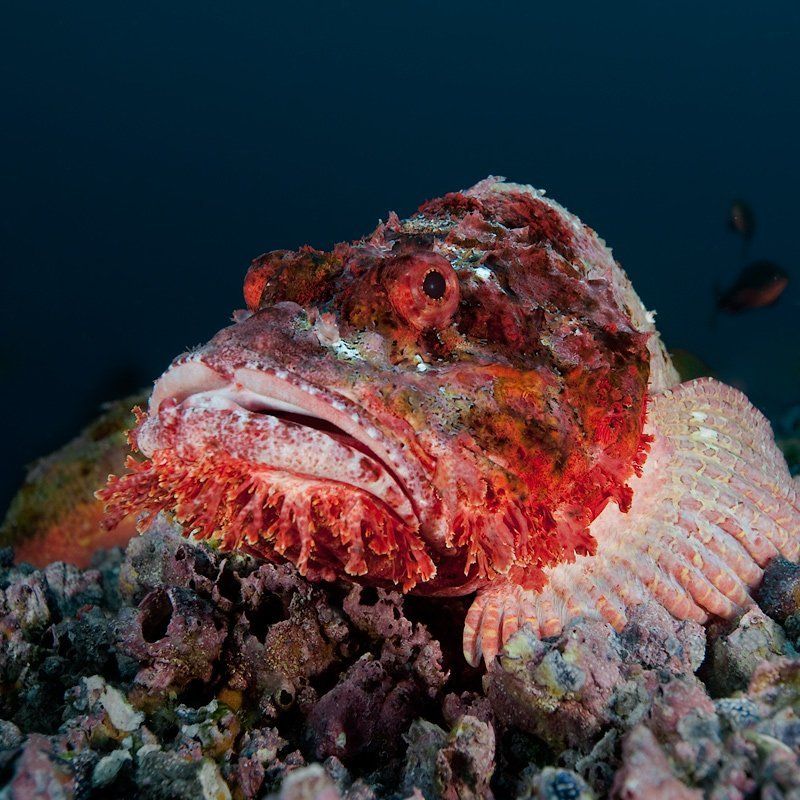 underwater, скорпена, scorpionfish Портрет одной немолодой, но интересной дамыphoto preview