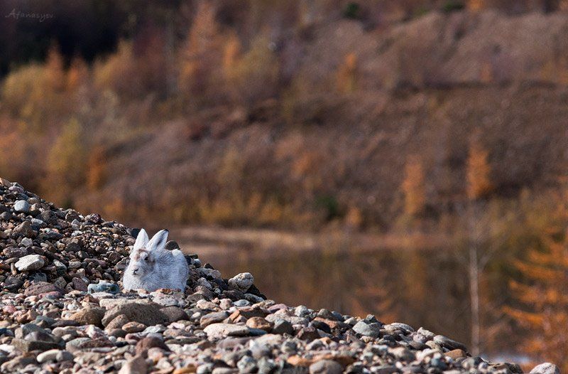 заяц, магадан, колыма, осень, животные,  лапки, уши, глаза, заяц беляк, тише воды но  ближе к небуphoto preview